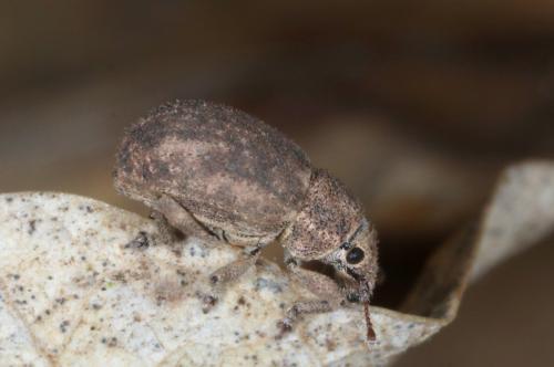 Réf. 318 639 : Strophosoma capitatum